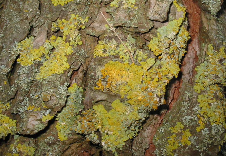 Altro lichene su pinus sp.